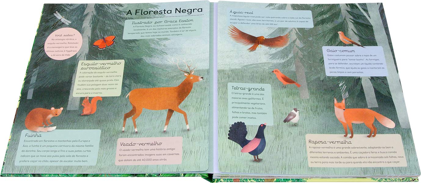 Story: Forest animals - História: Animais da floresta